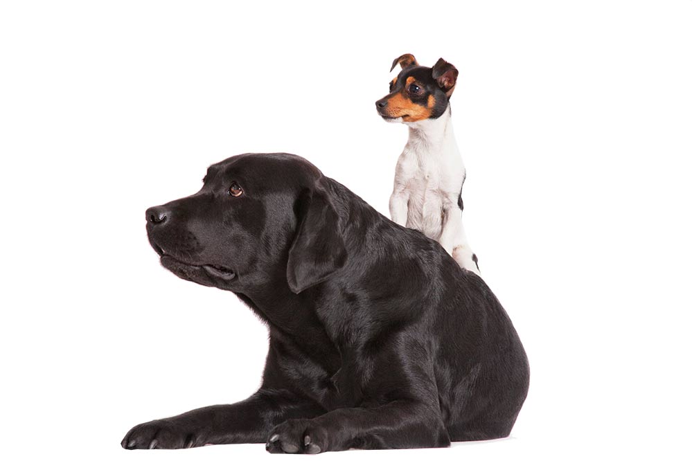 black lab and little dog